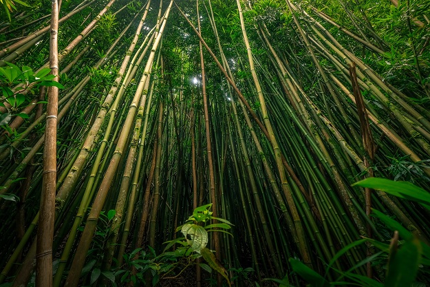 https://unsplash.com/photos/GhNrRibJHlI